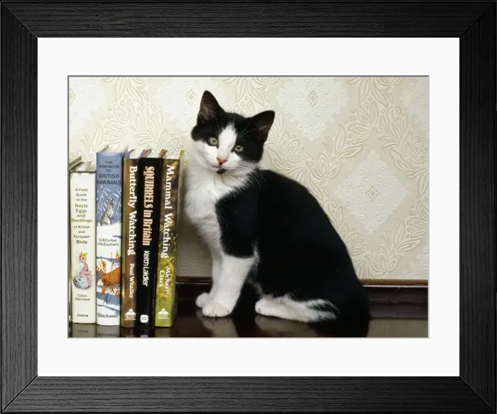 Framed Print : Picture No. 10857852 Framed Print : Picture No. 10857852