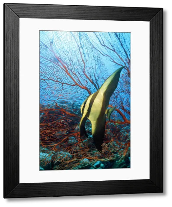 Framed Print : Picture No. 10857806 Framed Print : Picture No. 10857806