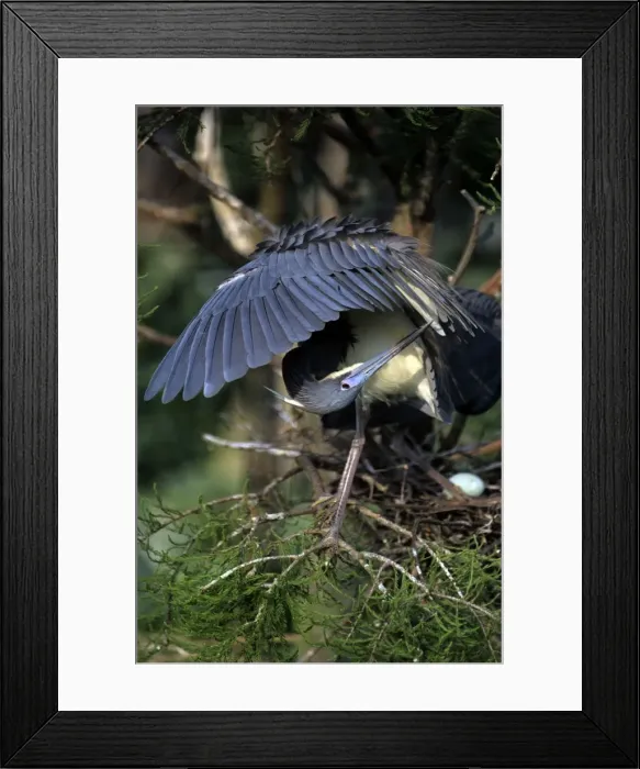 Framed Print : Picture No. 10857814 Framed Print : Picture No. 10857814