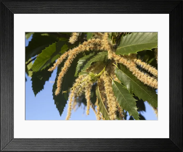 Framed Print : Picture No. 10899270 Framed Print : Picture No. 10899270