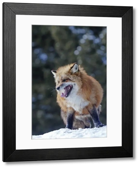 Framed Print : Picture No. 10899267