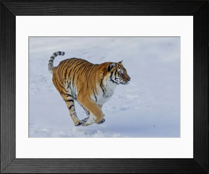 Framed Print : Picture No. 10899269 Framed Print : Picture No. 10899269