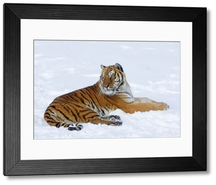 Framed Print : Picture No. 10899268 Framed Print : Picture No. 10899268