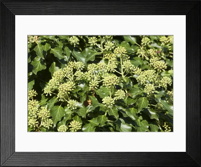 Framed Print : Picture No. 10899273 Framed Print : Picture No. 10899273