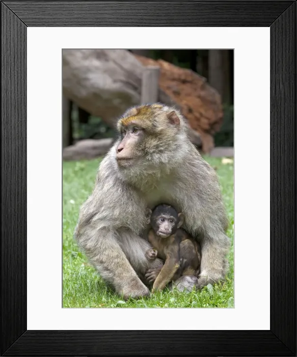 Framed Print : Picture No. 10899275 Framed Print : Picture No. 10899275