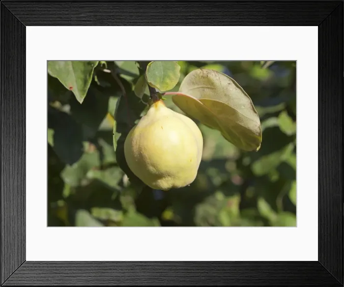 Framed Print : Picture No. 10899272 Framed Print : Picture No. 10899272