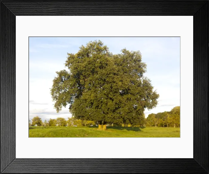 Framed Print : Picture No. 10899271 Framed Print : Picture No. 10899271