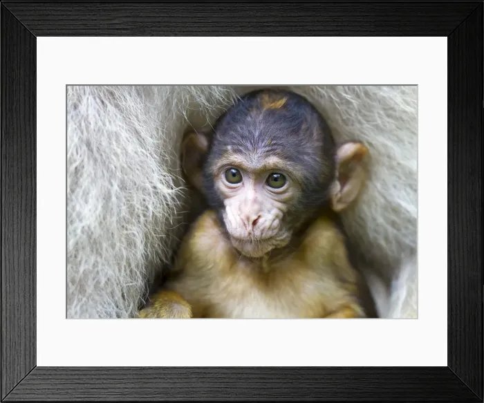Framed Print : Picture No. 10899279 Framed Print : Picture No. 10899279