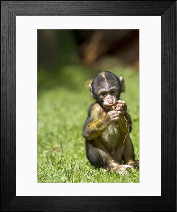 Framed Print : Picture No. 10899277 Framed Print : Picture No. 10899277