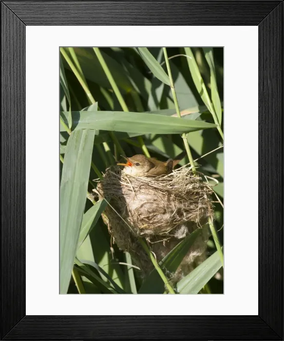 Framed Print : Picture No. 10899281 Framed Print : Picture No. 10899281