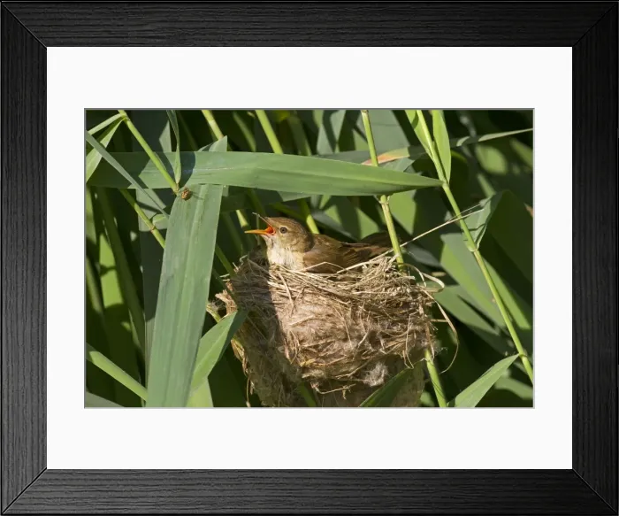 Framed Print : Picture No. 10899282 Framed Print : Picture No. 10899282