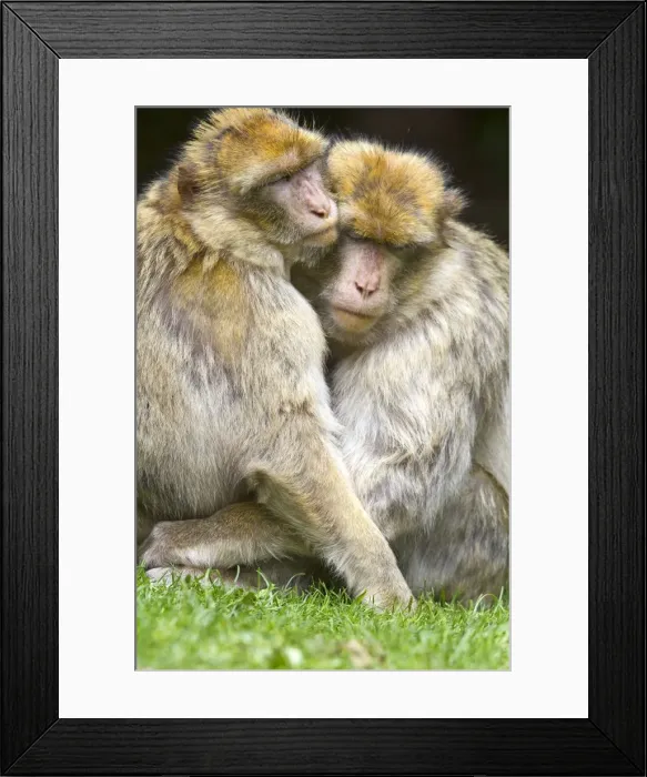 Framed Print : Picture No. 10899280 Framed Print : Picture No. 10899280