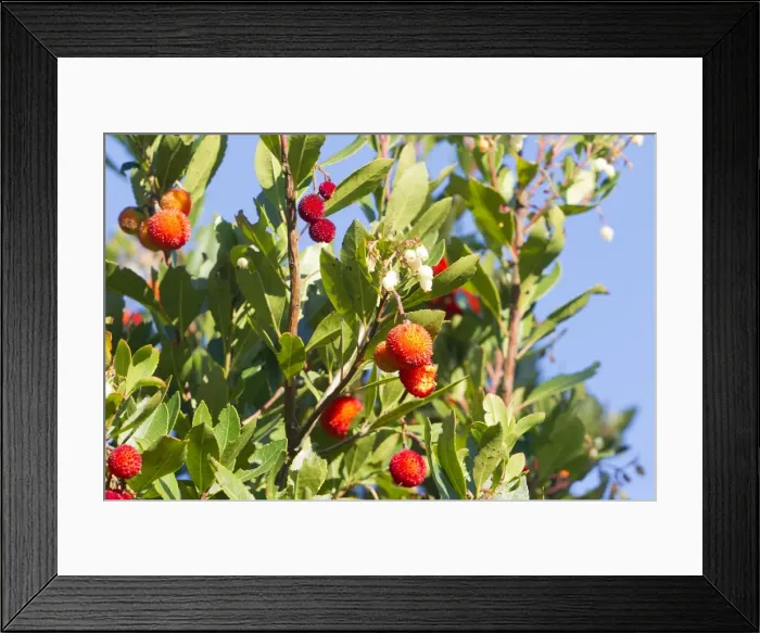 Framed Print : Picture No. 10899285 Framed Print : Picture No. 10899285