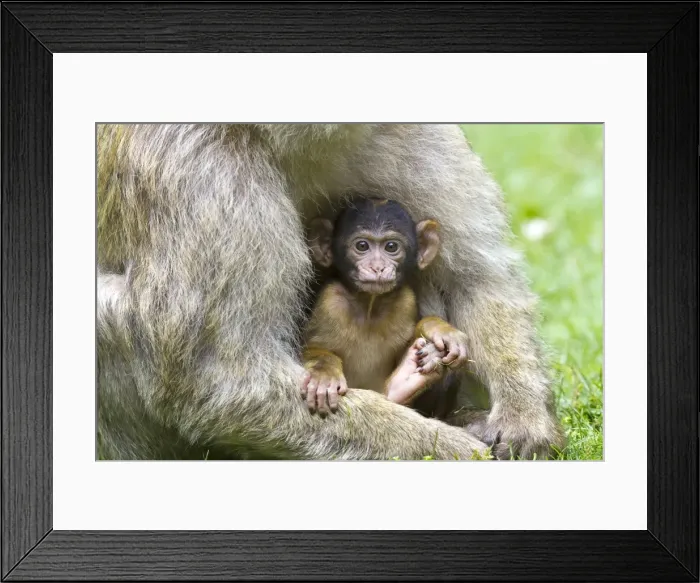 Framed Print : Picture No. 10899278