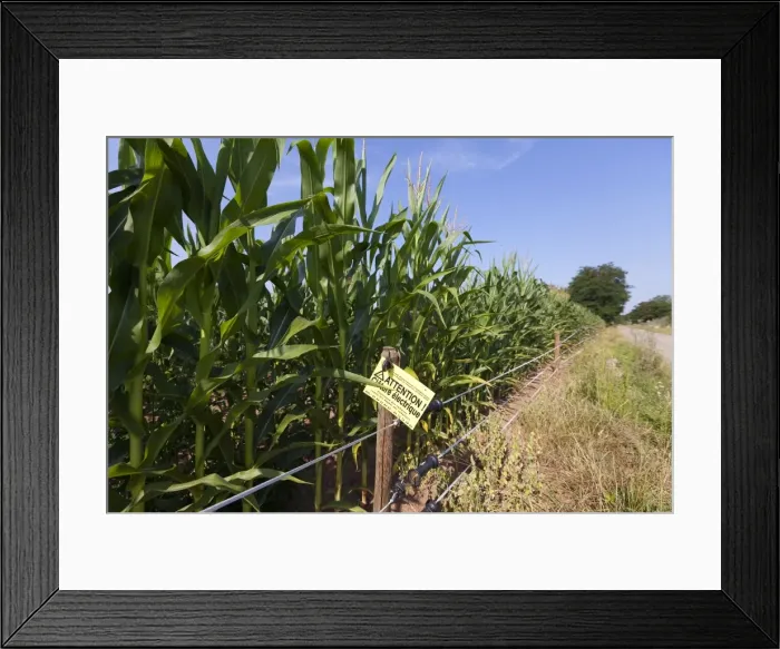 Framed Print : Picture No. 10899284 Framed Print : Picture No. 10899284