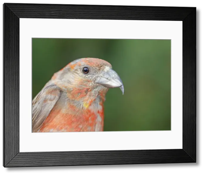 Framed Print : Picture No. 10899283 Framed Print : Picture No. 10899283