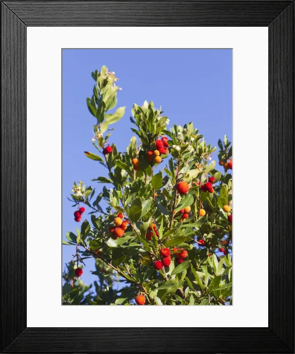 Framed Print : Picture No. 10899286 Framed Print : Picture No. 10899286