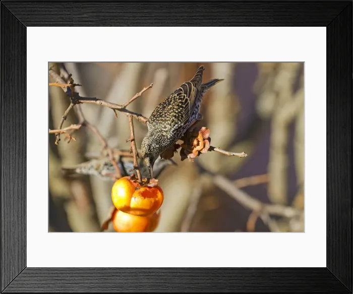 Framed Print : Picture No. 10899289 Framed Print : Picture No. 10899289