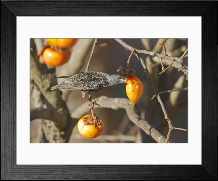 Framed Print : Picture No. 10899288 Framed Print : Picture No. 10899288
