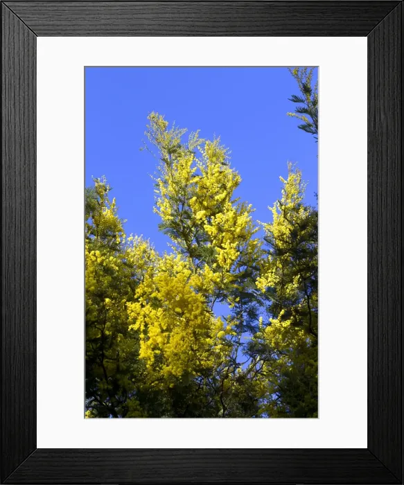 Framed Print : Picture No. 10899295 Framed Print : Picture No. 10899295