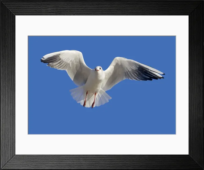Framed Print : Picture No. 10899296 Framed Print : Picture No. 10899296