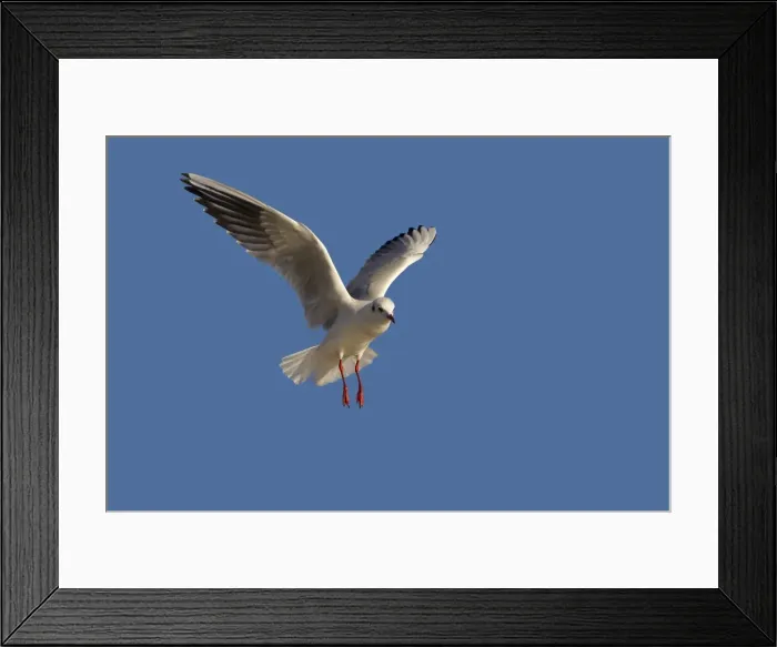 Framed Print : Picture No. 10899297