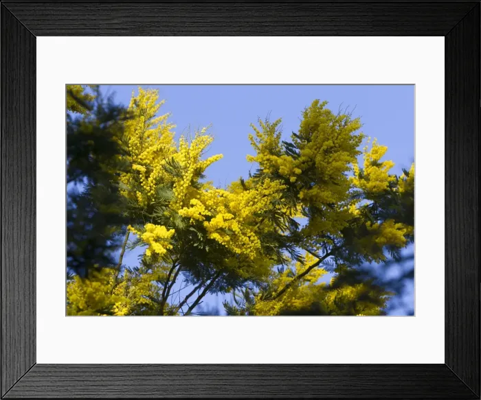 Framed Print : Picture No. 10899294 Framed Print : Picture No. 10899294