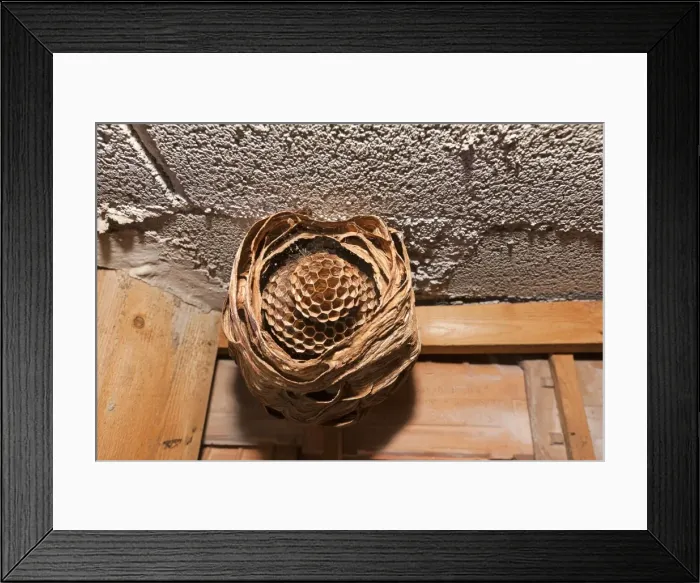 Framed Print : Picture No. 10899293 Framed Print : Picture No. 10899293
