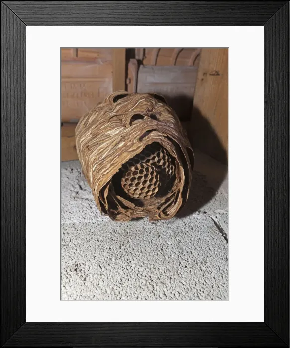 Framed Print : Picture No. 10899292 Framed Print : Picture No. 10899292