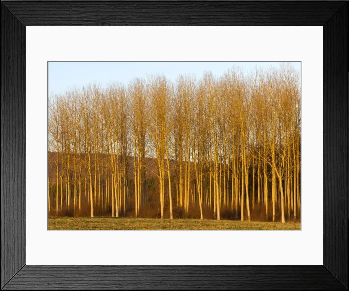 Framed Print : Picture No. 10899302 Framed Print : Picture No. 10899302