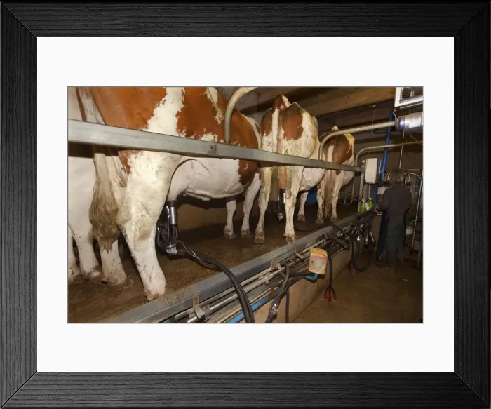 Framed Print : Picture No. 10899309 Framed Print : Picture No. 10899309