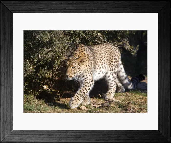 Framed Print : Picture No. 10899311 Framed Print : Picture No. 10899311