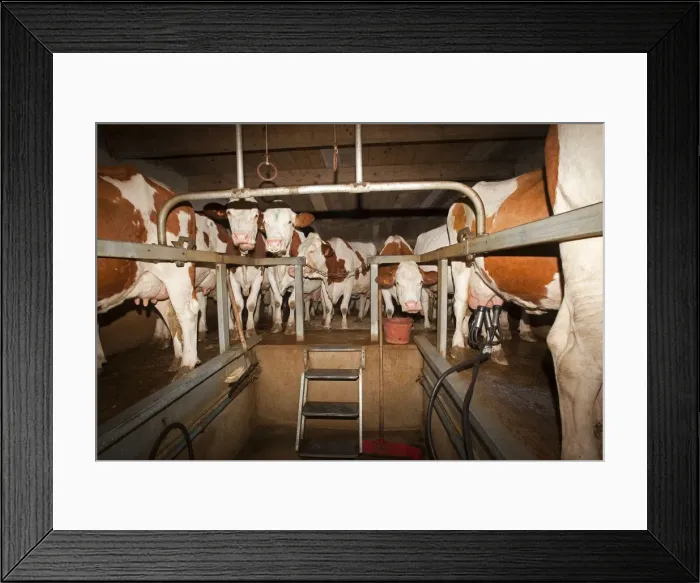 Framed Print : Picture No. 10899307 Framed Print : Picture No. 10899307
