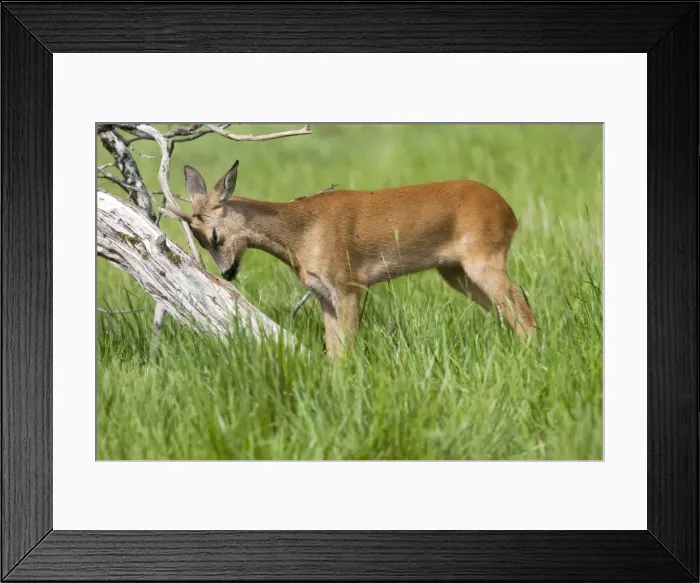Framed Print : Picture No. 10899314 Framed Print : Picture No. 10899314