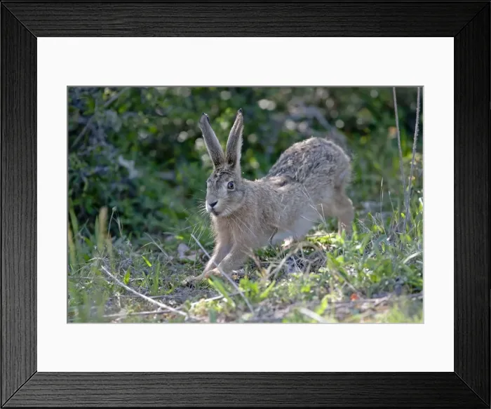 Framed Print : Picture No. 10899319 Framed Print : Picture No. 10899319