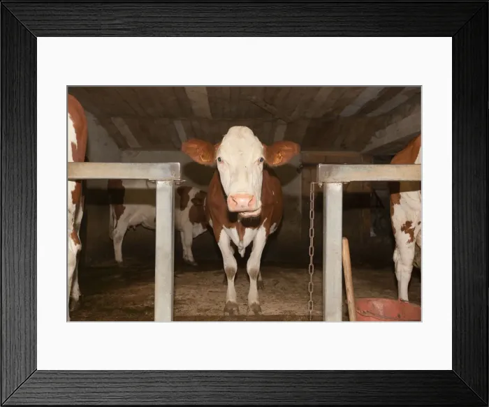 Framed Print : Picture No. 10899310 Framed Print : Picture No. 10899310
