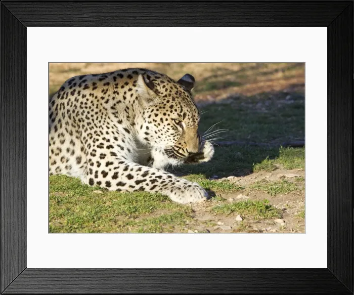 Framed Print : Picture No. 10899312 Framed Print : Picture No. 10899312