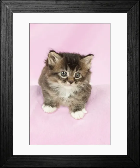 Framed Print : Picture No. 10899321 Framed Print : Picture No. 10899321