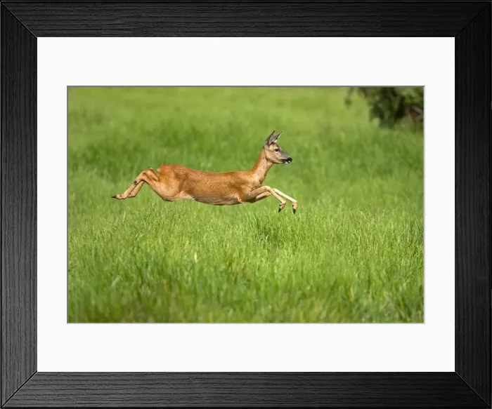 Framed Print : Picture No. 10899315 Framed Print : Picture No. 10899315