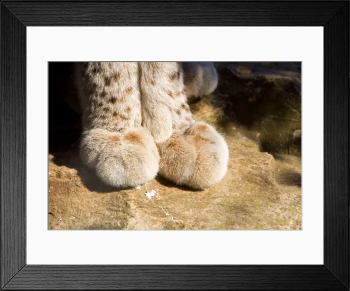 Framed Print : Picture No. 10899313 Framed Print : Picture No. 10899313