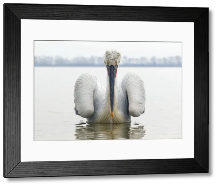 Framed Print : Picture No. 10899372 Framed Print : Picture No. 10899372