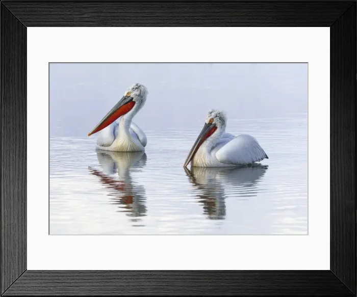 Framed Print : Picture No. 10899375 Framed Print : Picture No. 10899375