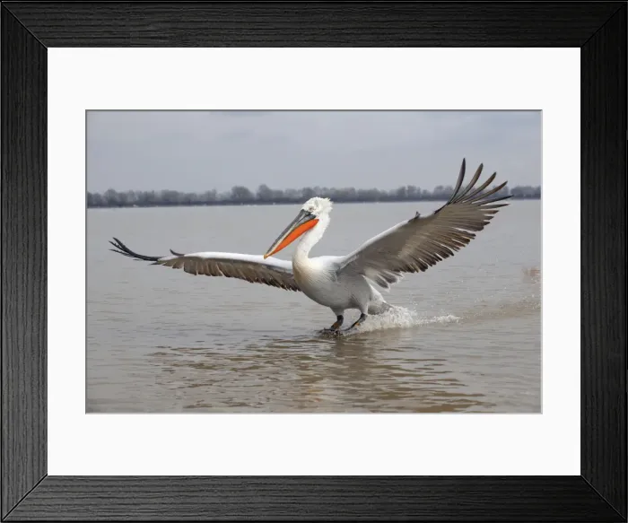 Framed Print : Picture No. 10899373 Framed Print : Picture No. 10899373
