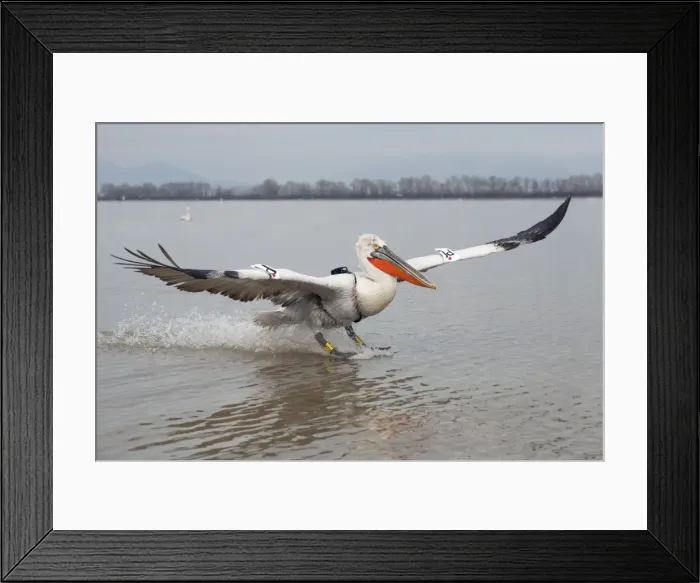 Framed Print : Picture No. 10899374 Framed Print : Picture No. 10899374