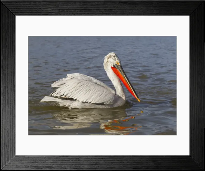 Framed Print : Picture No. 10899376 Framed Print : Picture No. 10899376