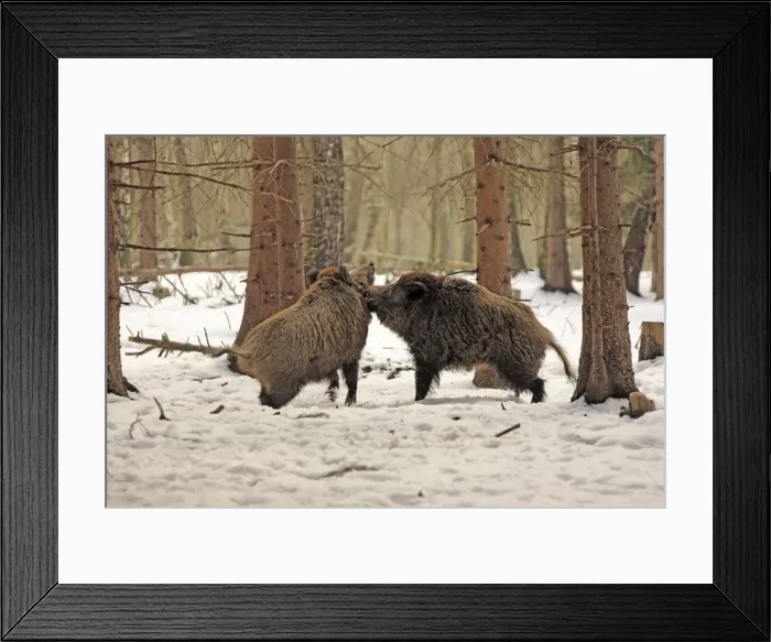 Framed Print : Picture No. 10899383 Framed Print : Picture No. 10899383
