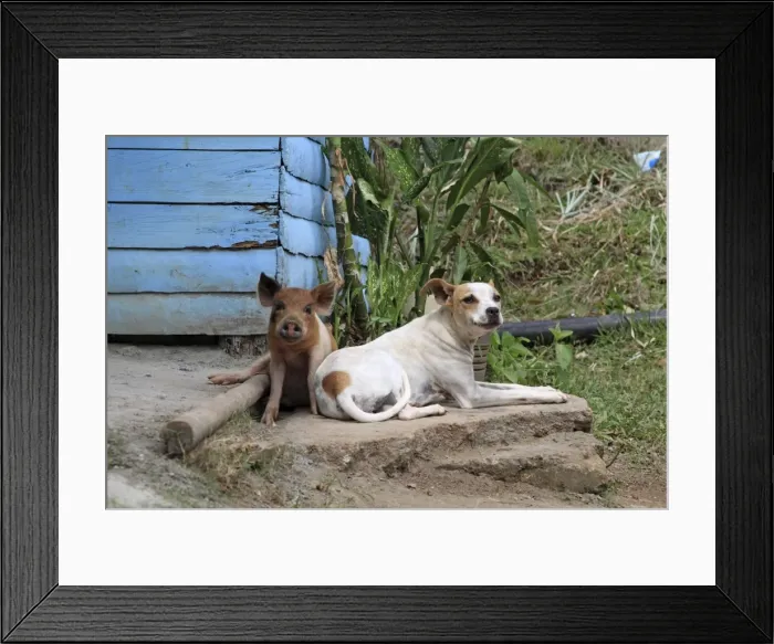 Framed Print : Picture No. 10899382 Framed Print : Picture No. 10899382