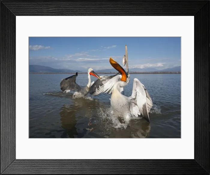 Framed Print : Picture No. 10899378 Framed Print : Picture No. 10899378