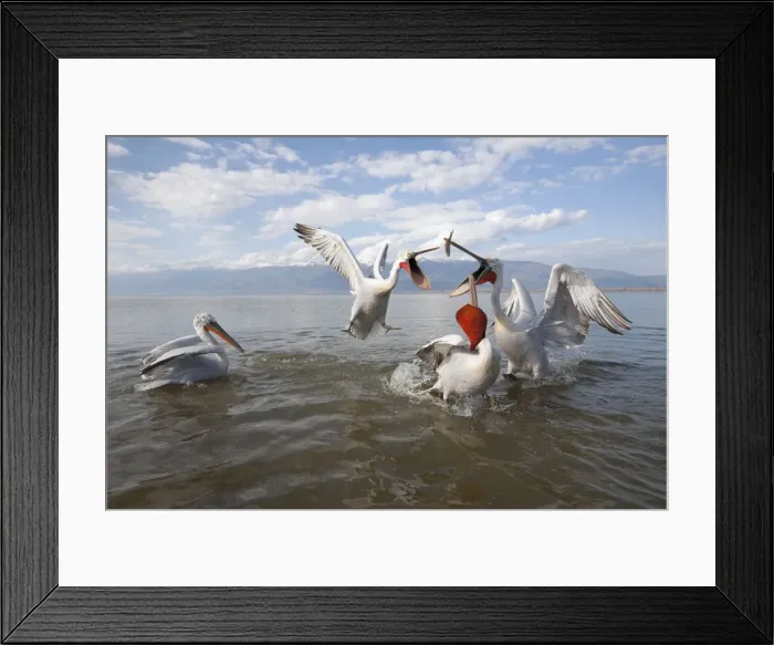 Framed Print : Picture No. 10899377 Framed Print : Picture No. 10899377