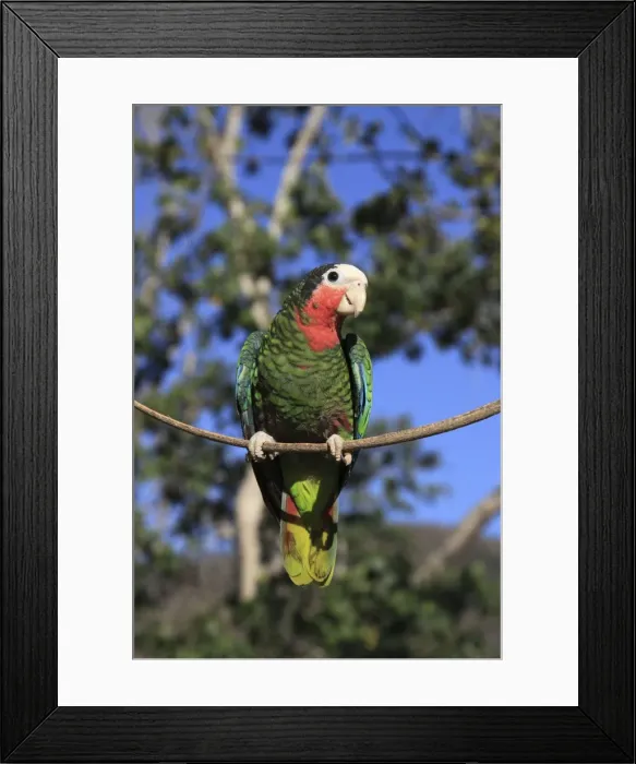 Framed Print : Picture No. 10899384 Framed Print : Picture No. 10899384